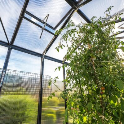 wietrzenie w szklarni